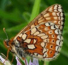 Attēlu rezultāti vaicājumam “Euphydryas maturna upperside”