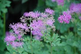 Attēlu rezultāti vaicājumam “Thalictrum aquilegifolium fruit”