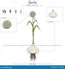 Attēlu rezultāti vaicājumam “Allium sativum fruit”