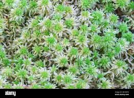 Attēlu rezultāti vaicājumam “Sphagnum inundatum”