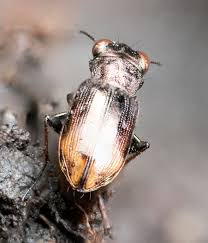 Attēlu rezultāti vaicājumam “Notiophilus biguttatus”