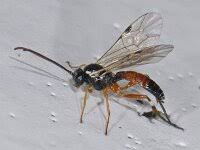 Attēlu rezultāti vaicājumam “Diplolepis eglanteriae”