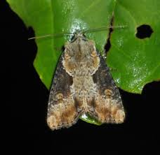 Attēlu rezultāti vaicājumam “Apamea ophiogramma”