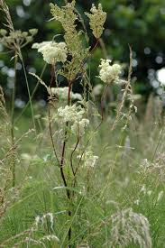Attēlu rezultāti vaicājumam “Filipendula ulmaria  flower”