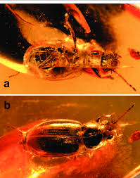 Attēlu rezultāti vaicājumam “Bembidion sp.”