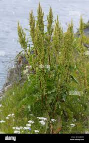 Attēlu rezultāti vaicājumam “Rumex aquaticus fruit”