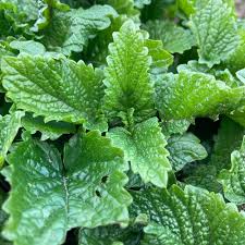 Image result for Melissa officinalis