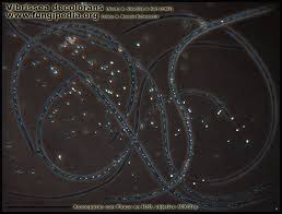 Attēlu rezultāti vaicājumam “Vibrissea decolorans”