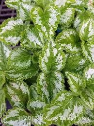 Attēlu rezultāti vaicājumam “Lamiastrum galeobdolon”