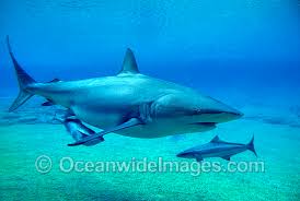 Image result for Carcharhinus obscurus