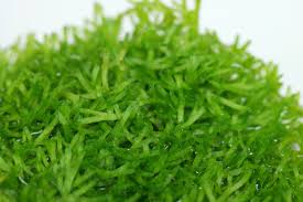 Attēlu rezultāti vaicājumam “Riccia rhenana”