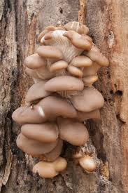 Attēlu rezultāti vaicājumam “Pleurotus ostreatus”