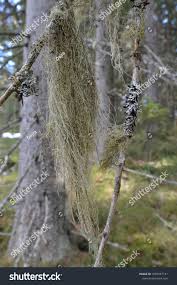 Attēlu rezultāti vaicājumam “Bryoria capillaris”