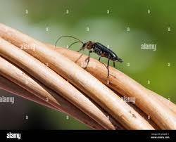 Attēlu rezultāti vaicājumam “Cortodera femorata”