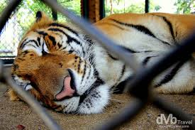 Image result for BERKSHIRE TIGERS THAI