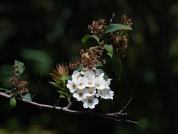 Attēlu rezultāti vaicājumam “Spiraea chamaedryfolia flower”