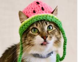 Image result for limecat