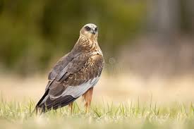 Attēlu rezultāti vaicājumam “Circus aeruginosus adult”