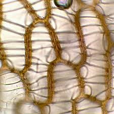 Attēlu rezultāti vaicājumam “Sphagnum papillosum”