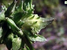 Attēlu rezultāti vaicājumam “Atriplex littoralis fruit”