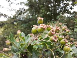 Attēlu rezultāti vaicājumam “Crataegus x macrocarpa fruit”