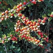 Attēlu rezultāti vaicājumam “Cotoneaster multiflorus leaf”