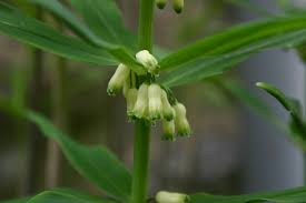 Attēlu rezultāti vaicājumam “Polygonatum verticillatum”