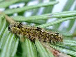 Attēlu rezultāti vaicājumam “Eilema depressa”