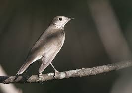 Image result for Catharus minimus