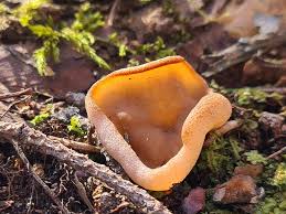 Attēlu rezultāti vaicājumam “Claustria didermoides”