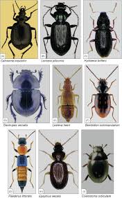 Attēlu rezultāti vaicājumam “Cystiphora sanguinea”