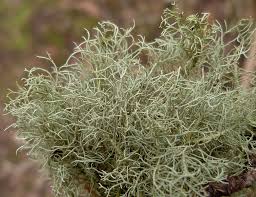 Attēlu rezultāti vaicājumam “Usnea subfloridana”
