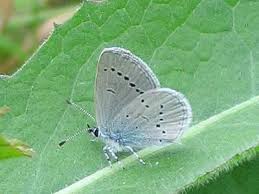 Attēlu rezultāti vaicājumam “Cupido minimus underside”