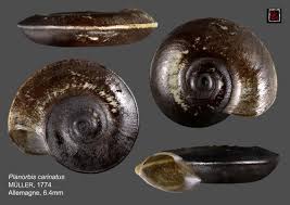 Attēlu rezultāti vaicājumam “Planorbis planorbis”