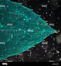 Attēlu rezultāti vaicājumam “Hydrilla verticillata leaf”