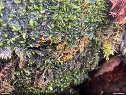 Attēlu rezultāti vaicājumam “Diderma tigrinum macro”