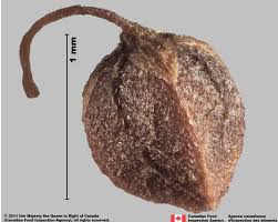 Attēlu rezultāti vaicājumam “Rumex acetosa fruit”