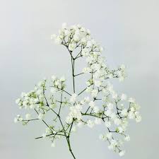 Attēlu rezultāti vaicājumam “Gypsophila fastigiata flower”