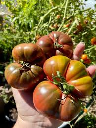 Afbeeldingsresultaat voor black elephant tomato