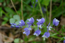 Attēlu rezultāti vaicājumam “Polygala vulgaris”