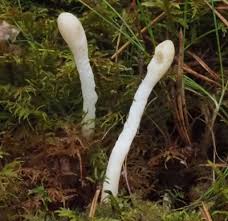 Attēlu rezultāti vaicājumam “Podostroma leucopus”