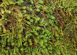 Attēlu rezultāti vaicājumam “Scapania apiculata”