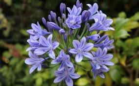 Attēlu rezultāti vaicājumam “Amarillidaceae”