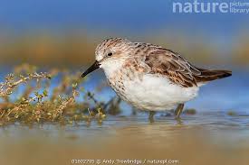 Image result for Calidris ruficollis