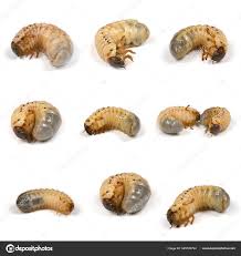 Attēlu rezultāti vaicājumam “Oryctes nasicornis larva”