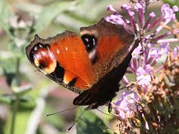 Attēlu rezultāti vaicājumam “Inachis io”