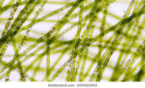 Attēlu rezultāti vaicājumam “Stemonitopsis aequalis var. microspora macro”