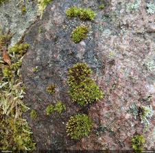 Attēlu rezultāti vaicājumam “Moerckia hibernica”