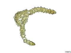 Attēlu rezultāti vaicājumam “Dichodontium pellucidum”