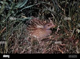 Attēlu rezultāti vaicājumam “Crex crex nest”